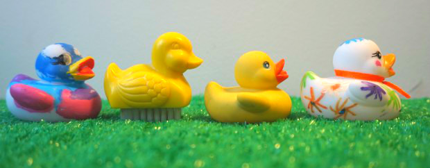 Photo of rubber ducks in a row